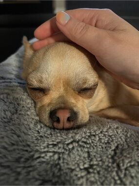Meet your Posher, Winnie